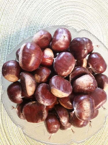 3kg esskastanien maronen plus - esskastanien/maronen,